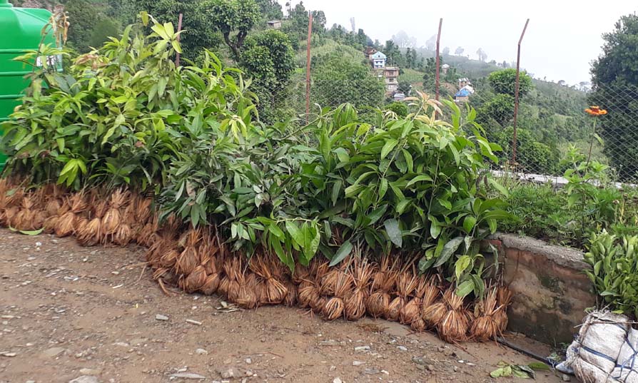 ५० प्रतिशत अनुदानमा कृषकलाई बिरुवा