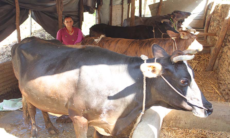 सञ्जु पुरिको लागि साहारा बचत बन्यो दुःख सुखको साथी