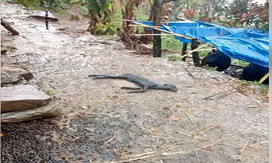 घरमा बाँधेको बाख्रा मार्ने अपरिचीत एक ब्यक्ति पक्राउ २ जना फरार