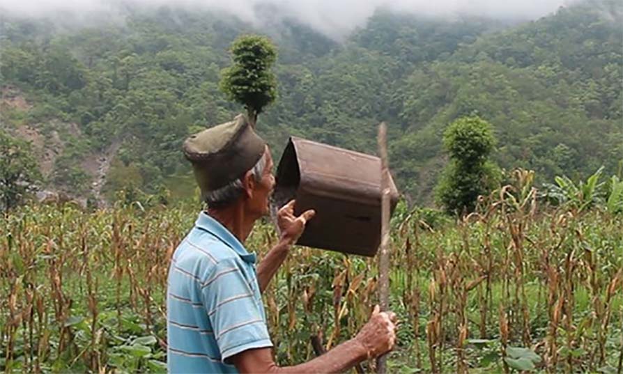 सिन्धुलीका कृषकले टिन ठट्टाएर लखेटे सलह किरा