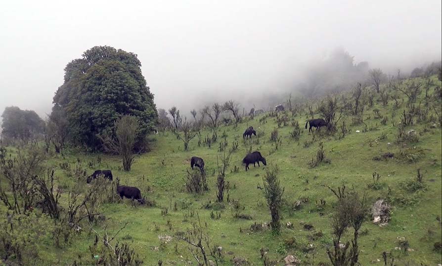 चरन क्षेत्रको अभावमा शैलुङ्गको चौरी पालन ब्यवसाय संकटमा