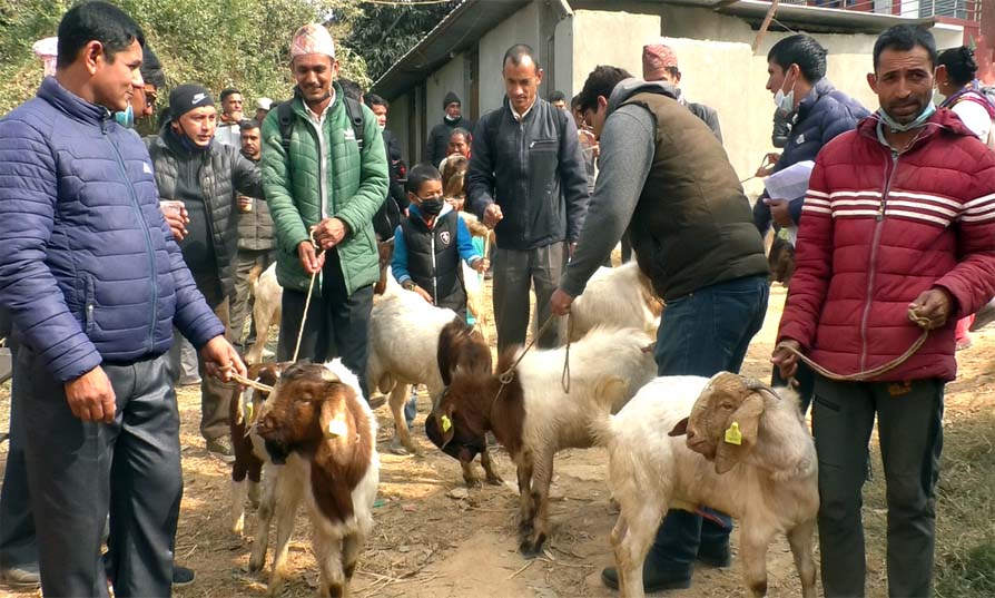 बाख्रा जोनका कृषकलाई बोयर क्रस बोका तथा पाठी वितरण