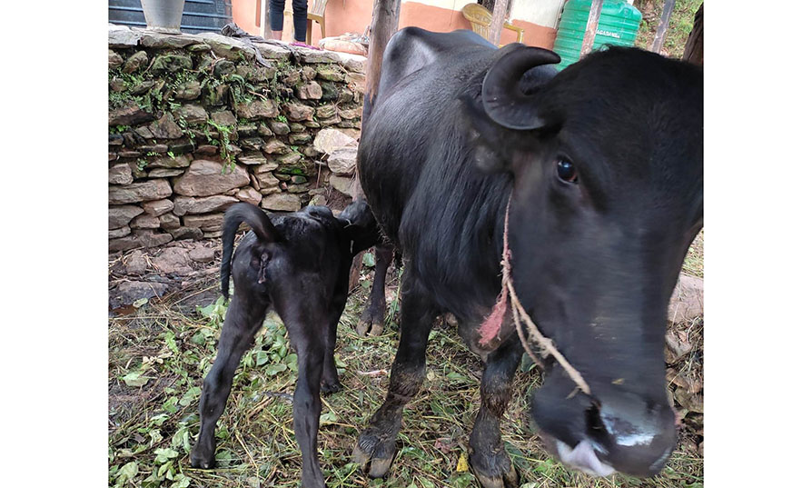 भैँसीलाई सुत्केरी भत्ता