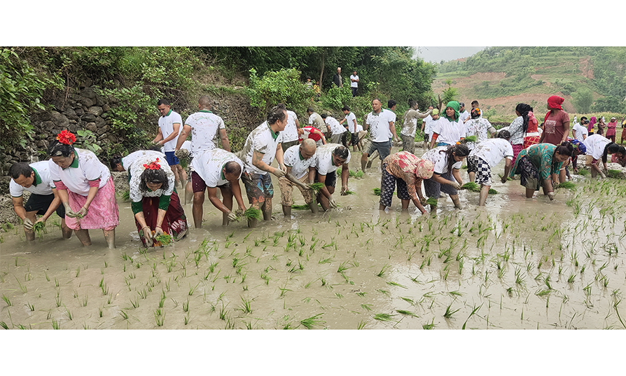 रामेछापमा १८ प्रतिशत धान रोपाइँ